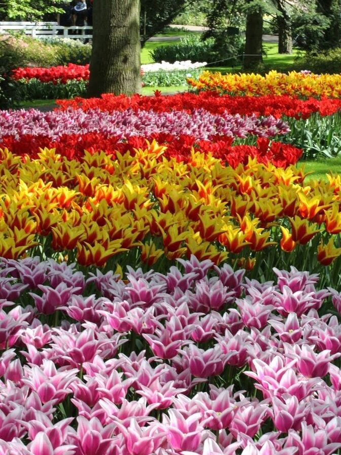 VIEW OF FLOWERS BLOOMING IN PARK