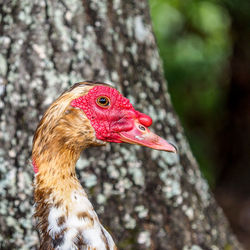 Close-up of bird on tree