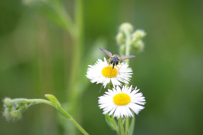 Close-up of insect on flower