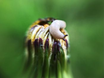 Close-up of snail on flower