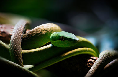 Close-up of snake