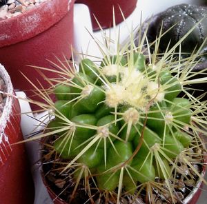 Close-up of cactus growing on potted plant