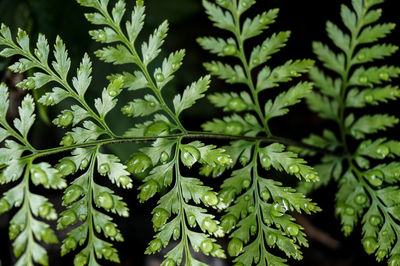 Close-up of green leaves