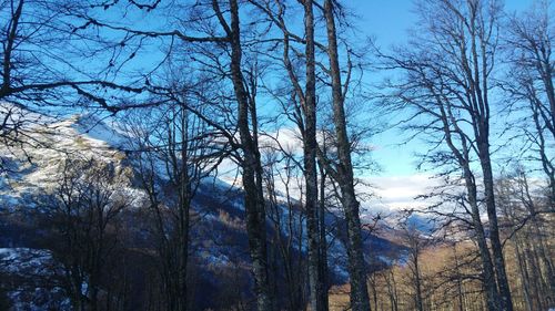 Low angle view of bare trees against sky