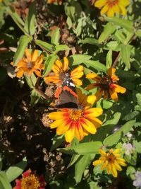 Close-up of bee on yellow flower