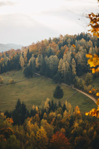 Scenic view of forest and autumn trees