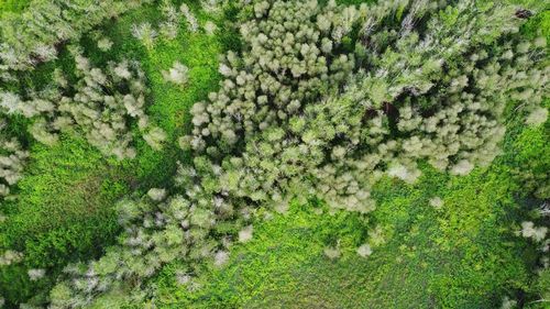 Trees from above.