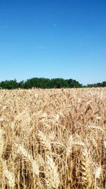 Wheat field against clear blue sky