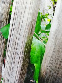 Close-up of lizard on tree trunk