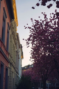 Low angle view of trees and buildings against sky