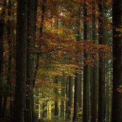 Trees growing in forest during autumn