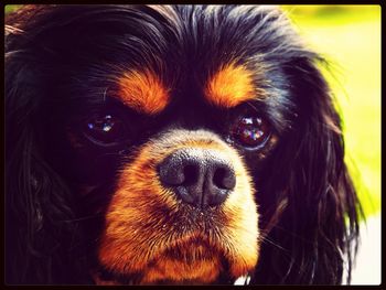 Close-up of dog