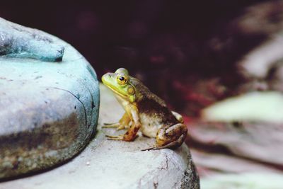 Close-up of a frog on rock