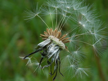 Close-up of dandelion on plant