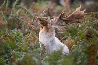 Deer in a field