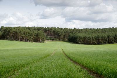 Scenic view of agricultural field against sky