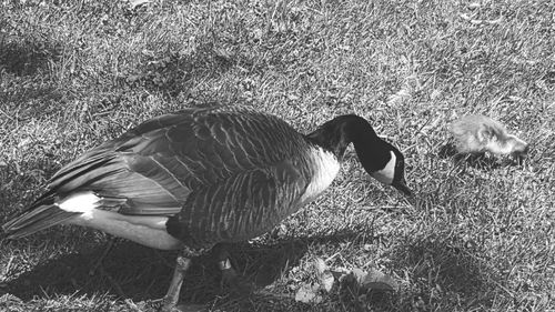 Ducks on field