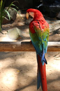 Close-up of parrot perching