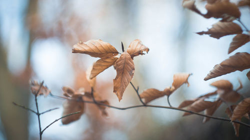 Close-up of dry autumn leaves on twigs