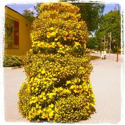 Yellow flowers growing on tree