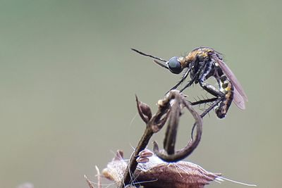 Close-up of insect perching outdoors
