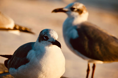 Close-up of bird