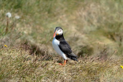 Puffin perching on a field