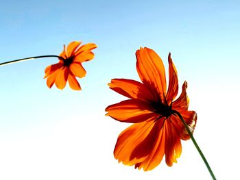 Low angle view of orange flowering plant against sky