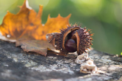 Close-up of crab on wood
