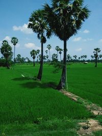 Trees on grassy field in park