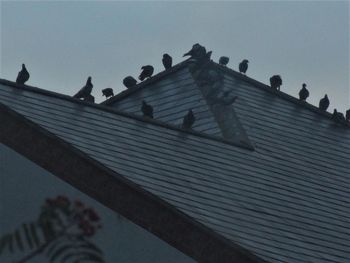 Low angle view of birds perching on roof against sky