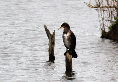 Cormorant perching on wooden post in river