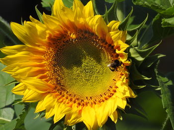 Close-up of sunflower