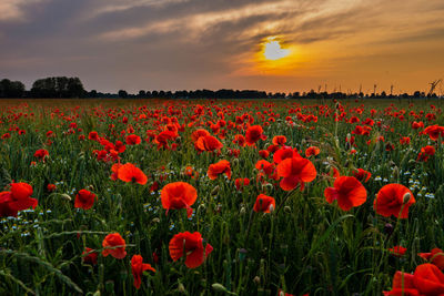 Red poppies on field against sky during sunset