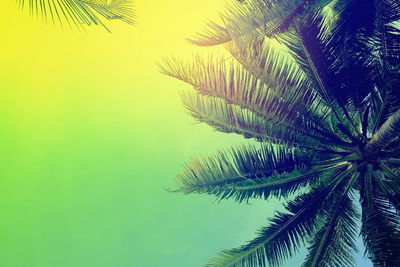 Low angle view of palm tree against clear sky