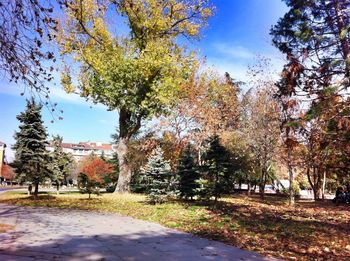 Trees growing by footpath against sky at park