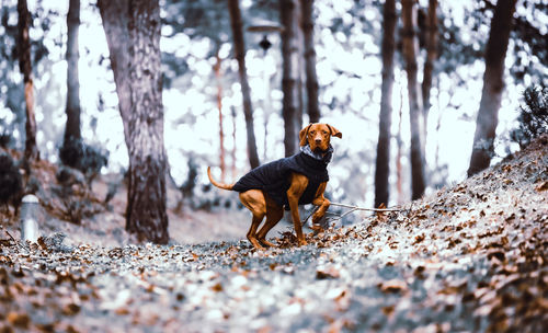 Dog in a forest