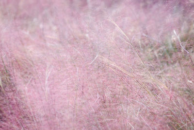 Full frame shot of pink flowering plants