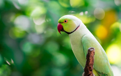 Close-up of parrot perching on tree