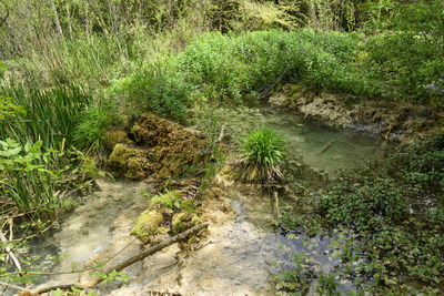 High angle view of stream flowing in forest