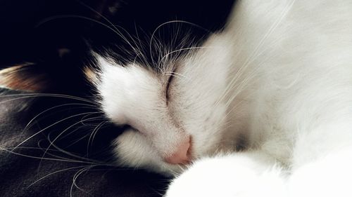 Close-up of cat relaxing