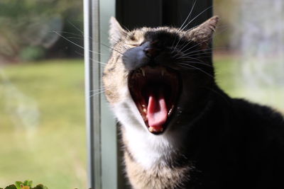 Close-up of black cat