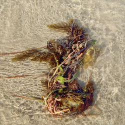 Close-up of grass on sand