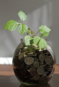 Close-up of flower pot on table