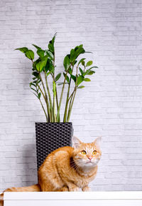 Red cat sits in front of a houseplant interior.