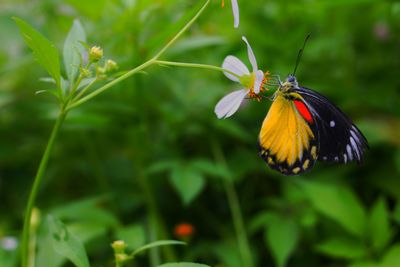 Close-up of butterfly pollinating on flower