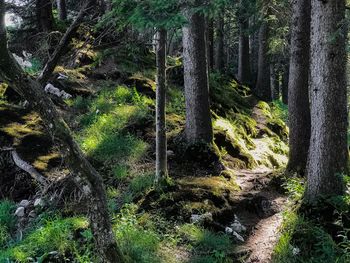 Trees growing in forest