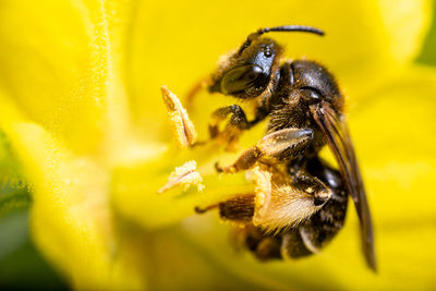 Close-up of bee pollinating on yellow  flower