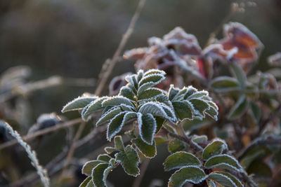 Close-up of flowering plant