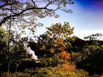 Trees in forest against sky